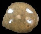 Polished Fossil Coral Head - Morocco #35373-1
